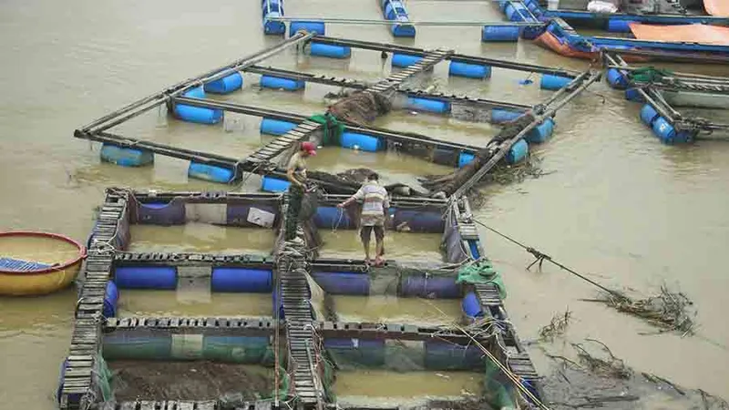 Lũ đổ bùn về, người nuôi cá chẽm sông Trà Bồng lo “cứu” cá