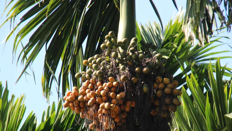 Quảng Ngãi: Giá cau rớt chỉ còn 5.000 đồng/kg