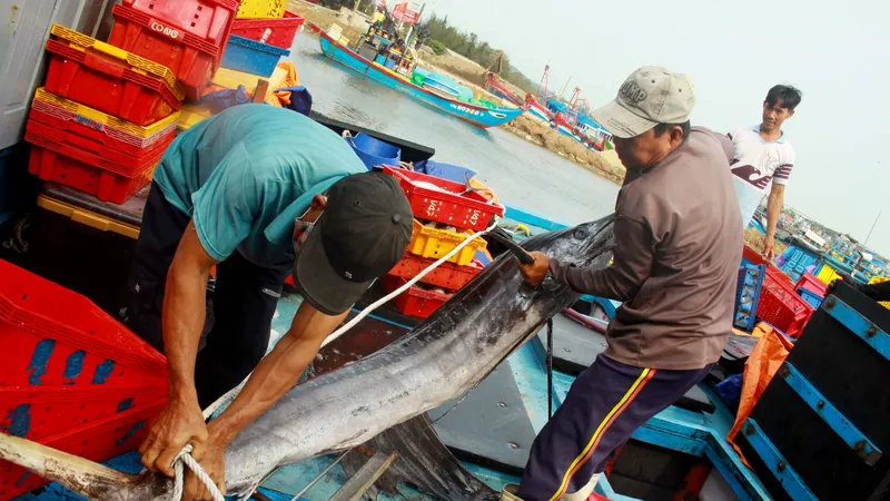Trúng cá "khủng" nhưng giá rẻ bèo, ngư dân Quảng Ngãi chịu lỗ 