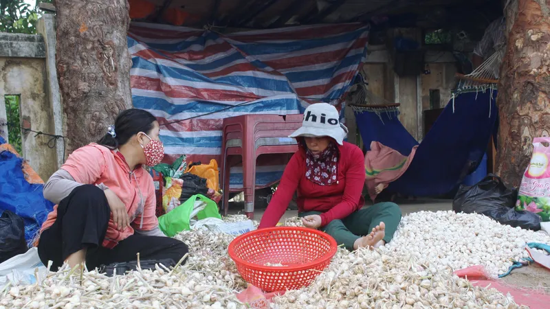Khoảng 700 tấn tỏi khô chưa tiêu thụ ở đảo Lý Sơn