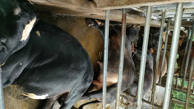 Quảng Ngãi: Sét đánh chết 4 con bò, lốc làm tốc mái nhà dân