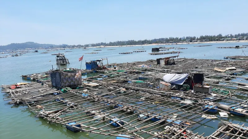 Nuôi trồng thủy sản Quảng Ngãi đối mặt nhiều khó khăn do dịch Covid-19