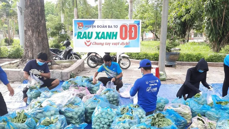 Quảng Ngãi: Nông dân sẵn lòng cho cả ruộng rau hỗ trợ nơi khó khăn do dịch Covid-19