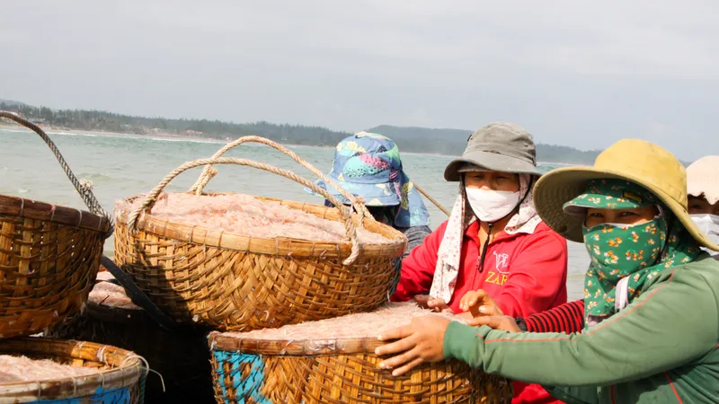 Quảng Ngãi: Ngư dân trúng đậm mùa ruốc cuối năm