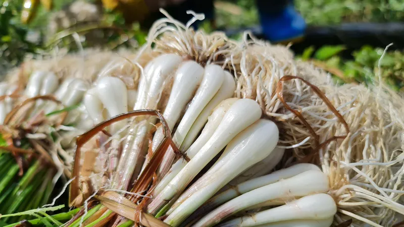 Quảng Ngãi: Kiệu tết tăng giá, nông dân vui mừng