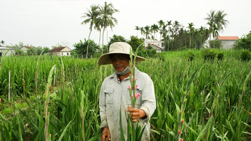 Làng hoa lay ơn Quảng Ngãi ngày giáp tết 