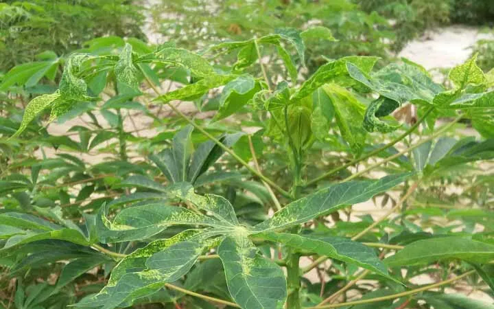 Hơn 3.600ha khoai mì tại Quảng Ngãi bị bệnh khảm lá