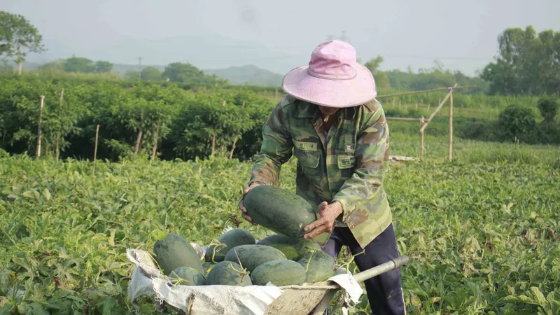 Cấp mã số vùng trồng tại Quảng Ngãi: Cần duy trì, thiết lập để mở cửa cho nông sản xuất ngoại