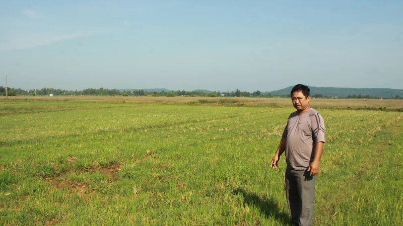 Quảng Ngãi: 60ha ruộng bỏ hoang sẽ quy hoạch Bến du thuyền