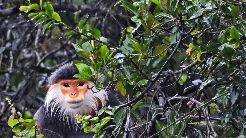 Voọc Chà vá chân xám