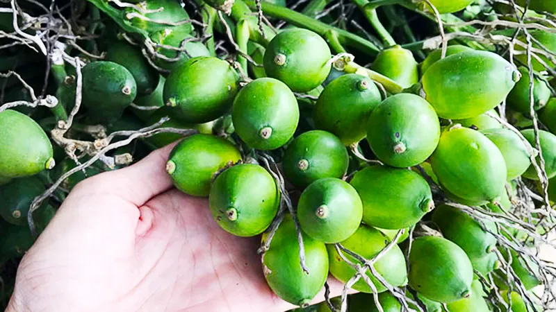 Quảng Ngãi: Giá cau tăng từ 45.000 đồng/kg mang lại thu nhập khá
