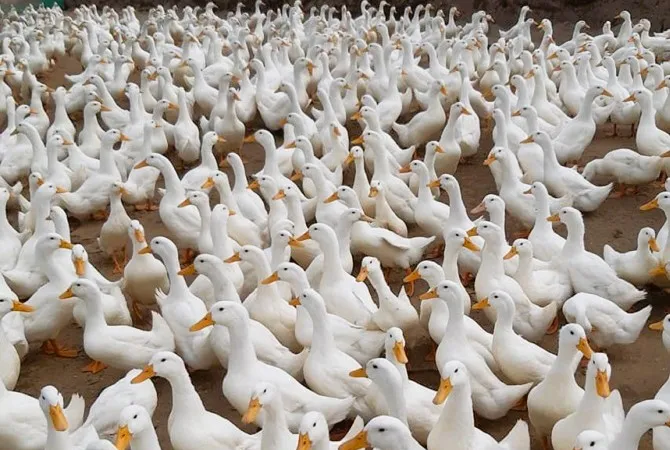 Quảng Ngãi: Dịch Cúm gia cầm A/H5N1 xảy ra hơn 2.200 con vịt