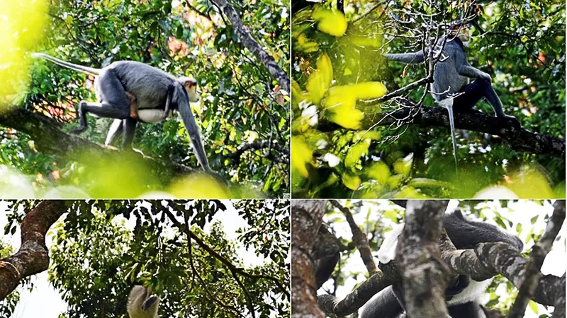 Nhiều giải pháp bảo tồn loài Chà vá chân xám tại Quảng Ngãi