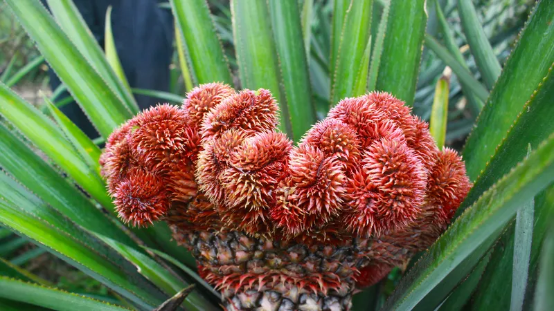 Người tiên phong trồng thơm đuôi phụng trưng tết ở Quảng Ngãi