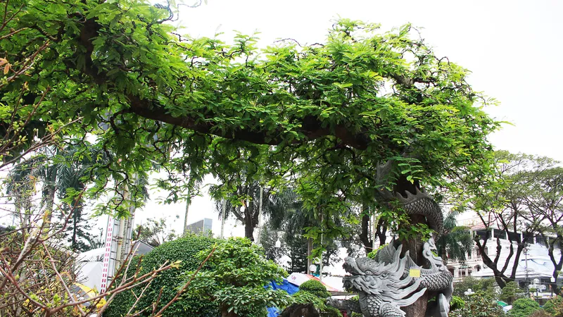 Chiêm ngưỡng dàn cây cảnh độc lạ Xuân Quý Mão tại Quảng Ngãi