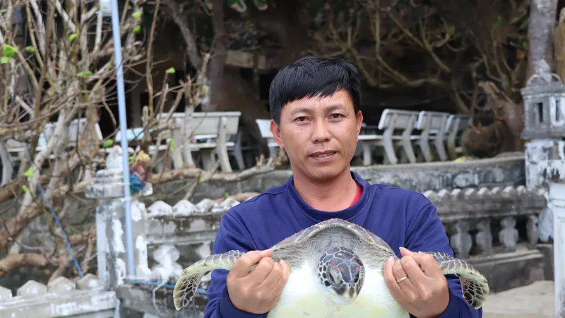 Thả cá thể rùa xanh nặng 10kg về biển Lý Sơn, Quảng Ngãi