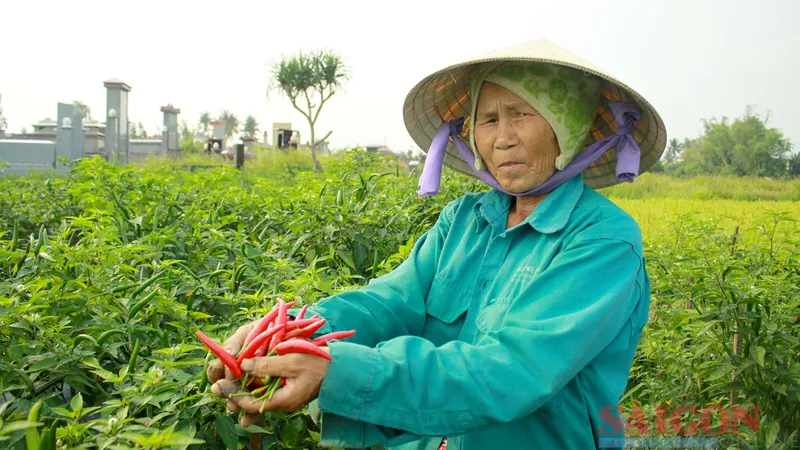 Giá ớt tăng cao, nông dân tất bật thu hoạch