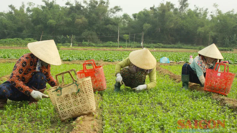 Quảng Ngãi: Rau rớt giá chỉ còn 1.000-2.000 đồng/kg, nông dân lỗ nặng