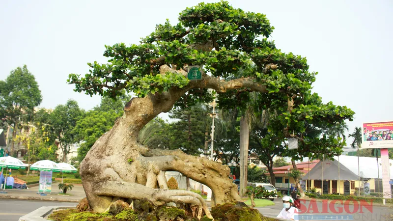 Chiêm ngưỡng hàng ngàn cây cảnh trưng bày tại Hội chợ Sinh vật cảnh lớn nhất tỉnh Quảng Ngãi