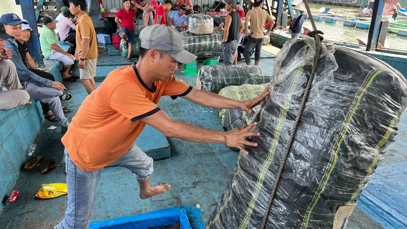 Quảng Ngãi: Giá mực tăng cao, ngư dân phấn khởi