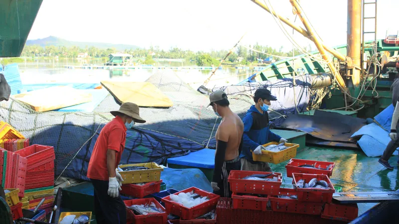 Quảng Ngãi tập trung nâng cấp hạ tầng cảng cá, khu neo trú tàu thuyền cho ngư dân