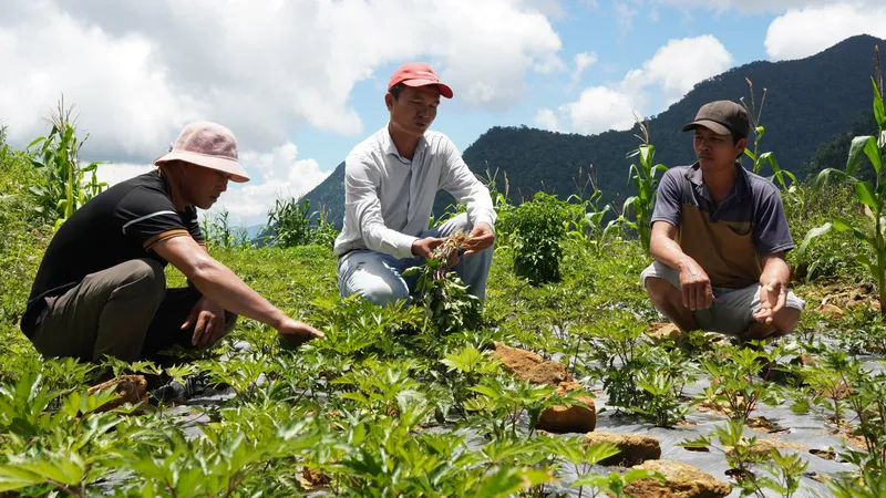 Quảng Ngãi: Nhiều tiềm năng phát triển vùng chuyên canh dược liệu