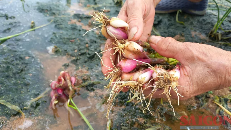 Quảng Ngãi: Hành tím bị thiệt hại do mưa lớn
