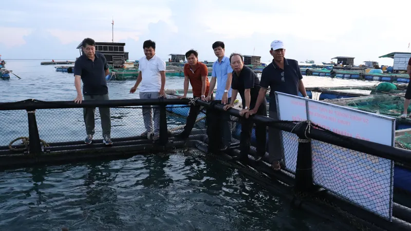 Nuôi cá bớp trong lồng nhựa HDPE có thể chống chịu gió bão cấp 7, 8 trở lên ở đảo Lý Sơn