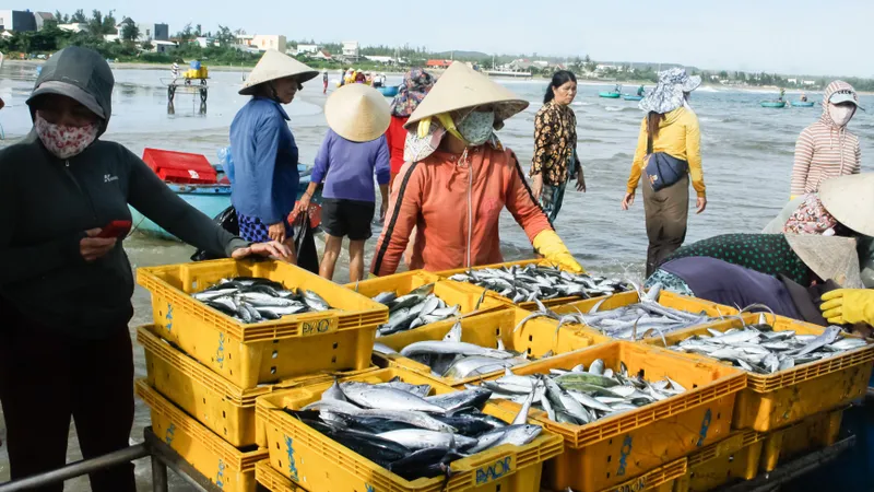 Thời tiết thuận lợi, ngư dân Quảng Ngãi ra khơi cá đầy khoang