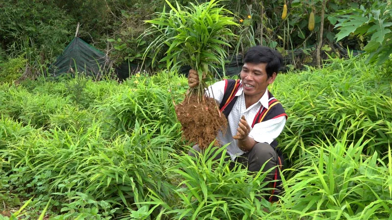 Quảng Ngãi: Phát triển gừng gió, đặc sản vùng núi Trà Bồng