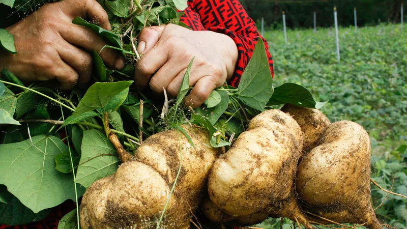 Hàng ngàn tấn củ sắn "bí" đầu ra, nông dân Quảng Ngãi như ngồi trên lửa