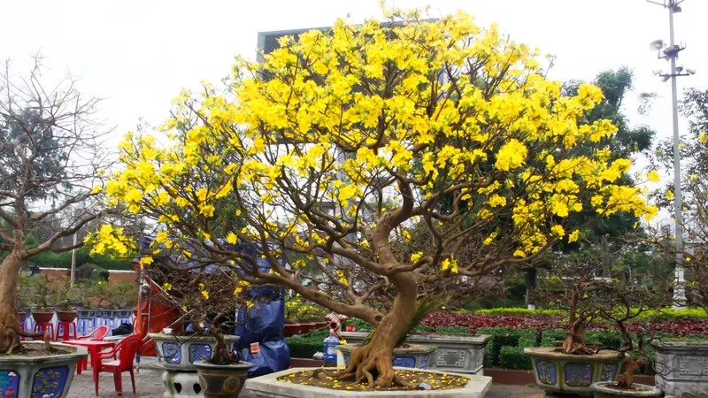 Quảng Ngãi: Hoa tết rộn ràng xuống phố 