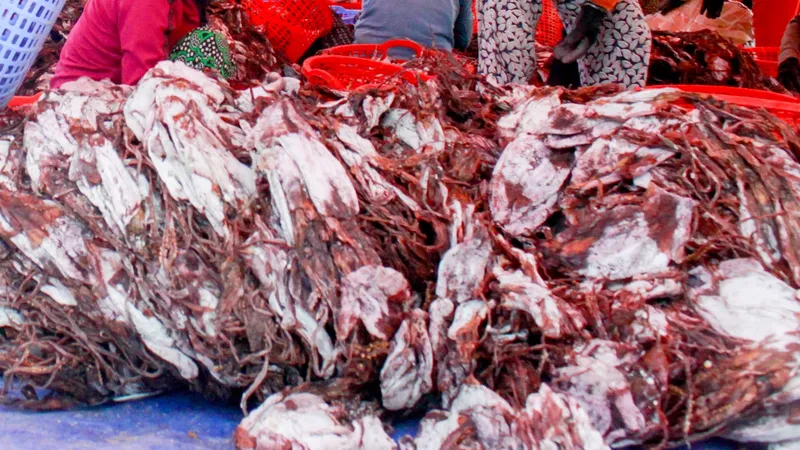 Giá mực xà khô tăng, ngư dân làng câu mực Quảng Ngãi phấn khởi