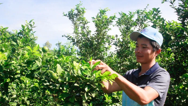 Thanh niên Quảng Ngãi nuôi khát vọng làm giàu từ cây chanh tứ quý