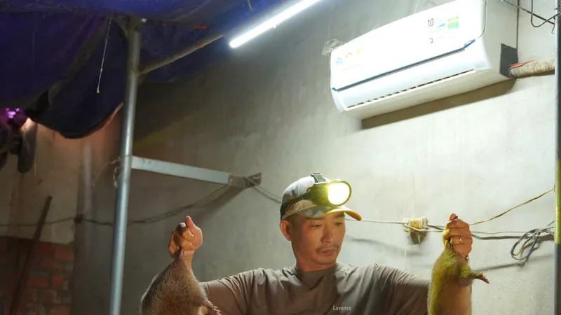 Lắp máy lạnh để nuôi dúi, nông dân thu lãi hơn trăm triệu mỗi năm