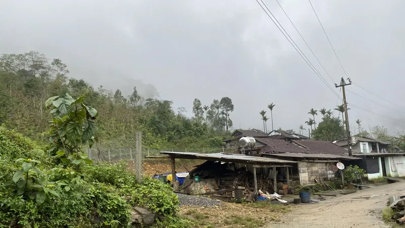 Quảng Ngãi cấm lợi dụng chủ trương xóa nhà tạm để khai thác gỗ rừng tự nhiên