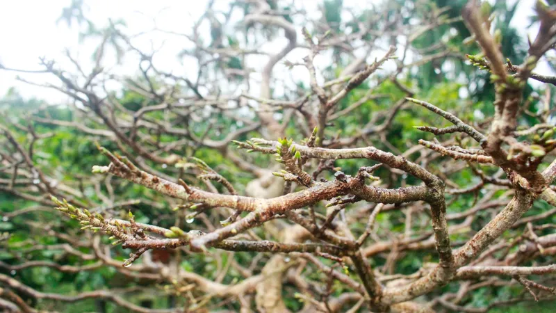 Quảng Ngãi: Mưa lạnh, người trồng mai lo lặt lá sớm