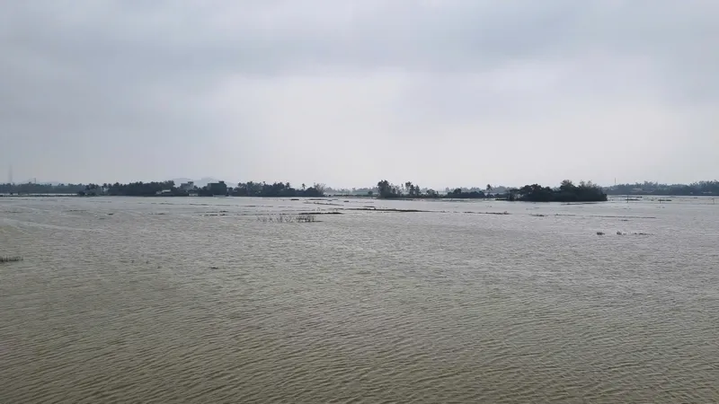 Hơn 1.000ha lúa ở Quảng Ngãi bị hư hại do ngập úng kéo dài