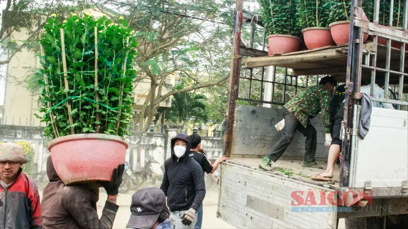 Tấp nập vận chuyển hoa tết ở làng hoa Quảng Ngãi