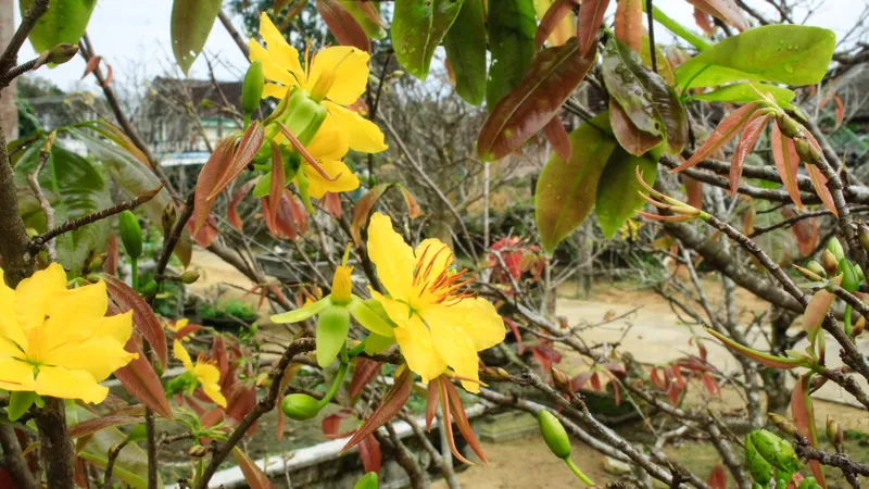 Ngắm làng mai vàng “Thân Tình” xứ Quảng