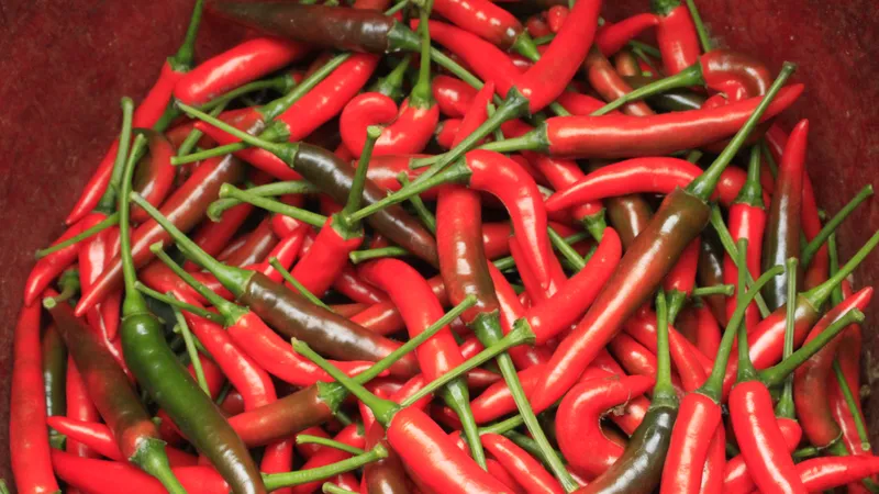 Giá ớt Quảng Ngãi tăng kỷ lục hơn 70.000 đồng/kg