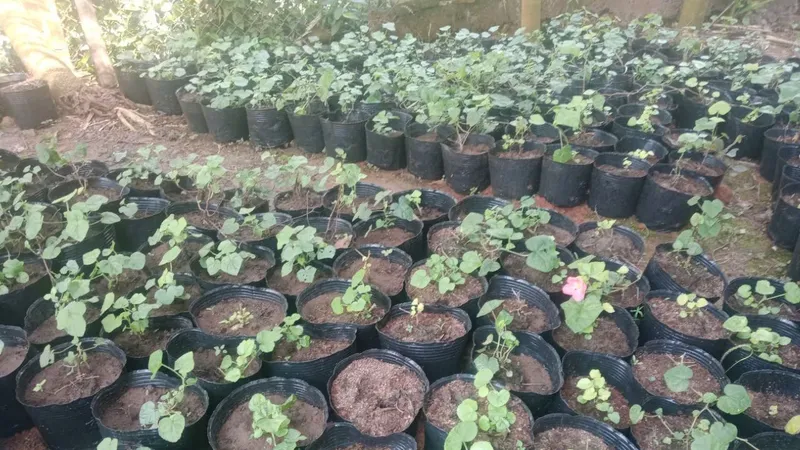 Sự đa dạng hình thái trong quần thể Nghĩa Sâm vừa được phát hiện tại Quảng Ngãi
