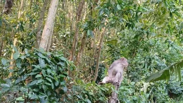 Quảng Ngãi: Khảo sát đàn khỉ hoang sinh sống gần khu dân cư, phá hoại hoa màu của dân