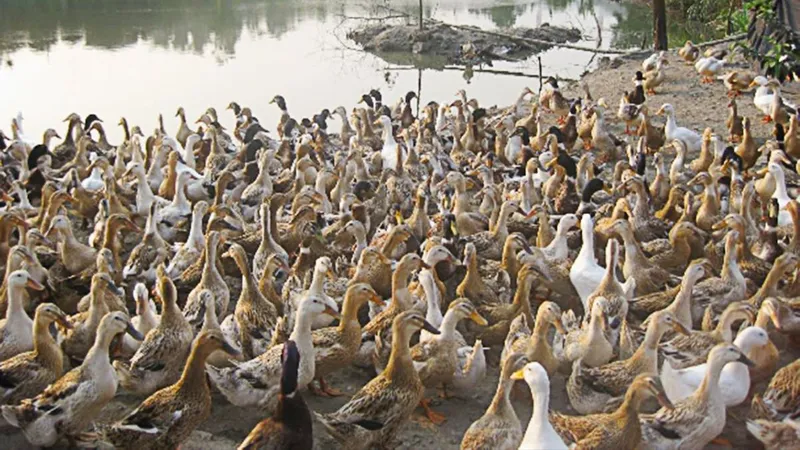 Quảng Ngãi: Tiêu hủy 800 con vịt nhiễm cúm A/H5N1