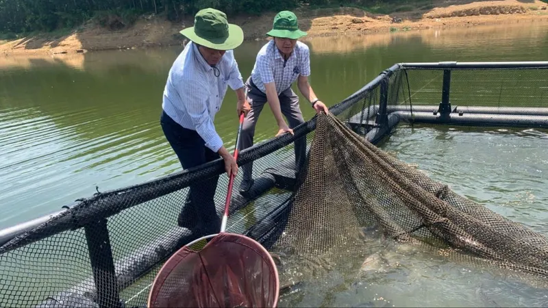 Quảng Ngãi thí điểm thành công mô hình nuôi cá thát lát trên hồ chứa nước