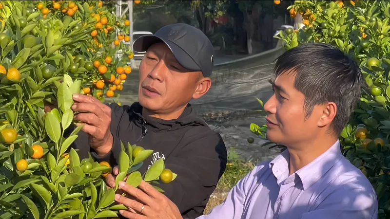 Hướng đi mới trong trồng cây quất cảnh ở Quảng Ngãi