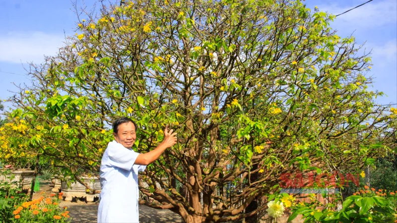 Những “cụ” mai tiền tỷ khoe sắc ngày mùng 1 tết