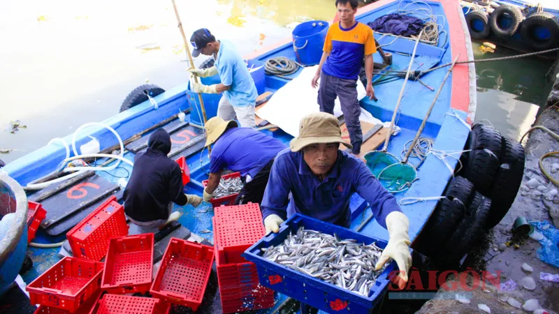 Ngư dân Quảng Ngãi bội thu cá cơm “lộc biển” đầu năm