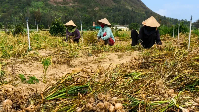 Tỏi Lý Sơn rớt giá chỉ còn 30.000 đồng/kg