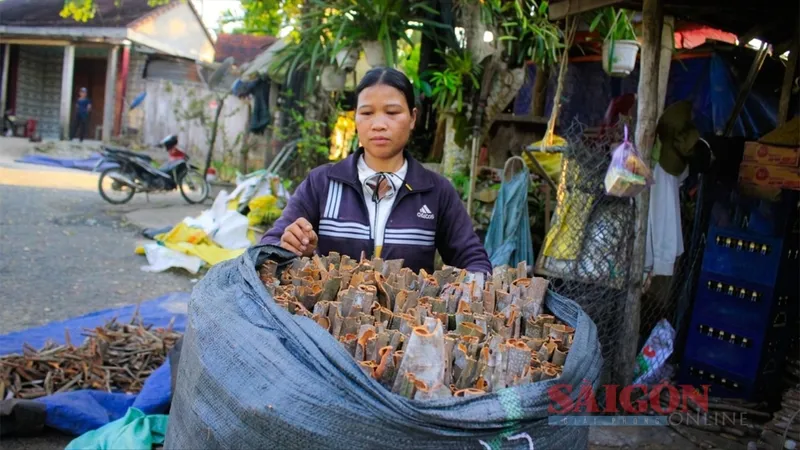 Quế Trà Bồng rớt giá trong mùa khai thác chính